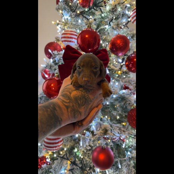 Dachshund (Smooth Haired)