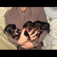 Dachshund (Smooth Haired)