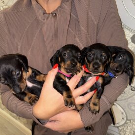 Dachshund (Smooth Haired)