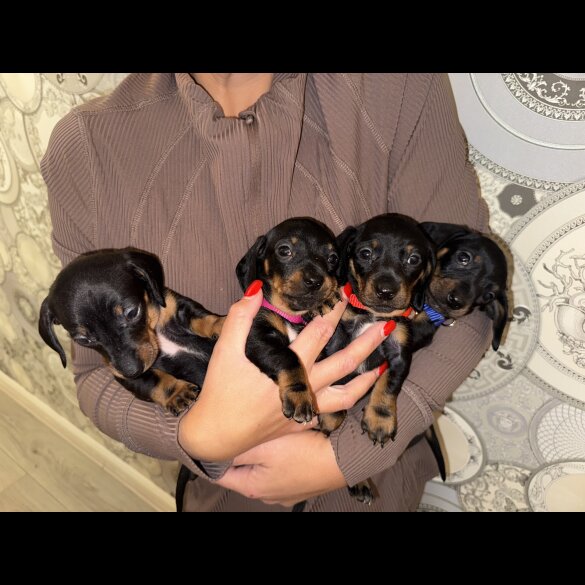 Dachshund (Smooth Haired)