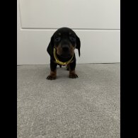 Dachshund (Smooth Haired)