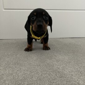 Dachshund (Smooth Haired)