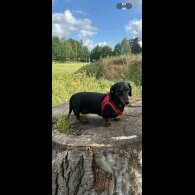 Dachshund (Smooth Haired)