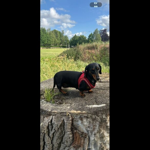 Dachshund (Smooth Haired)