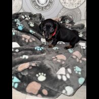 Dachshund (Smooth Haired)