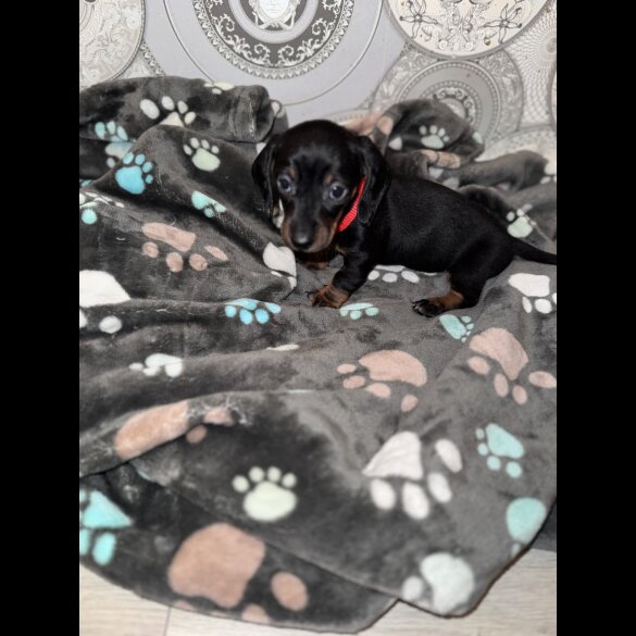 Dachshund (Smooth Haired)