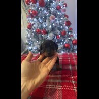 Dachshund (Smooth Haired)