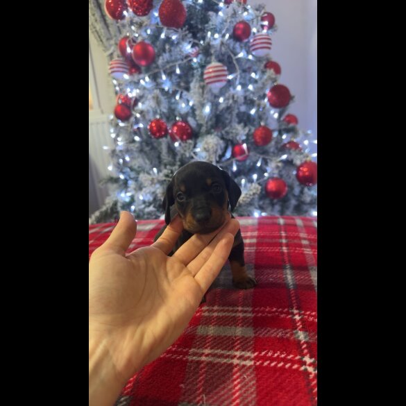 Dachshund (Smooth Haired)