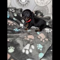Dachshund (Smooth Haired)