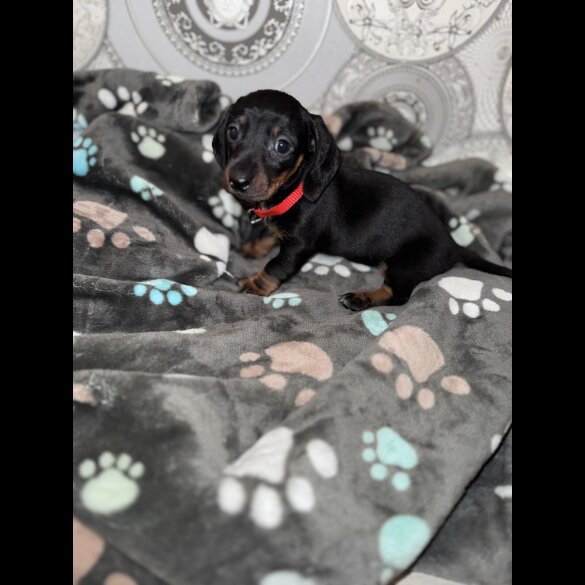 Dachshund (Smooth Haired)