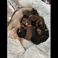 Dachshund (Smooth Haired)