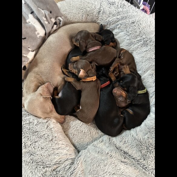 Dachshund (Smooth Haired)