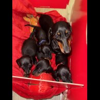 Dachshund (Smooth Haired)