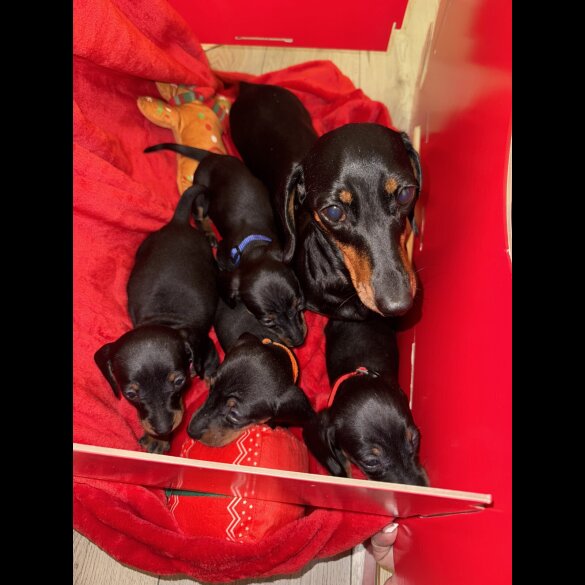 Dachshund (Smooth Haired)