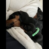 Dachshund (Smooth Haired)