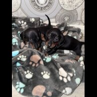 Dachshund (Smooth Haired)