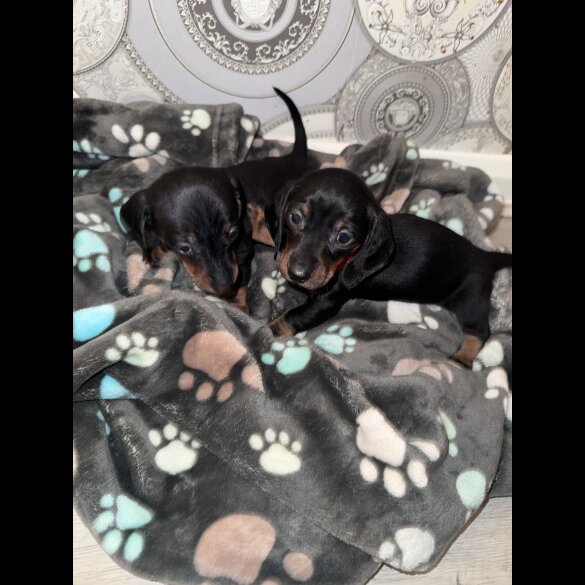 Dachshund (Smooth Haired)