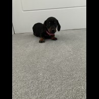 Dachshund (Smooth Haired)