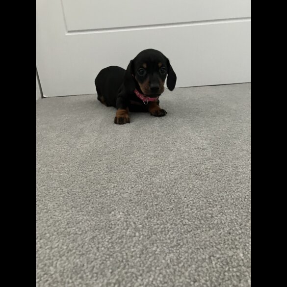 Dachshund (Smooth Haired)