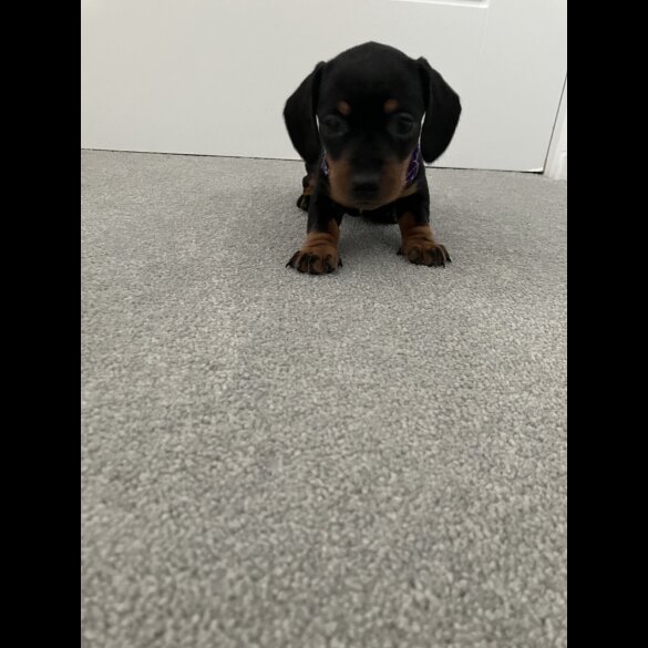 Dachshund (Smooth Haired)