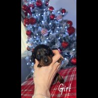 Dachshund (Smooth Haired)