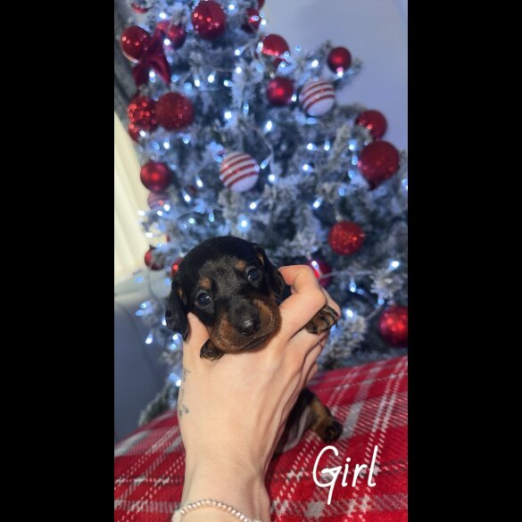 Dachshund (Smooth Haired)