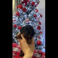 Dachshund (Smooth Haired)