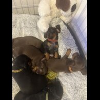 Dachshund (Smooth Haired)