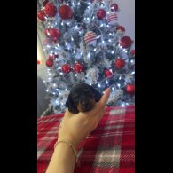 Dachshund (Smooth Haired)