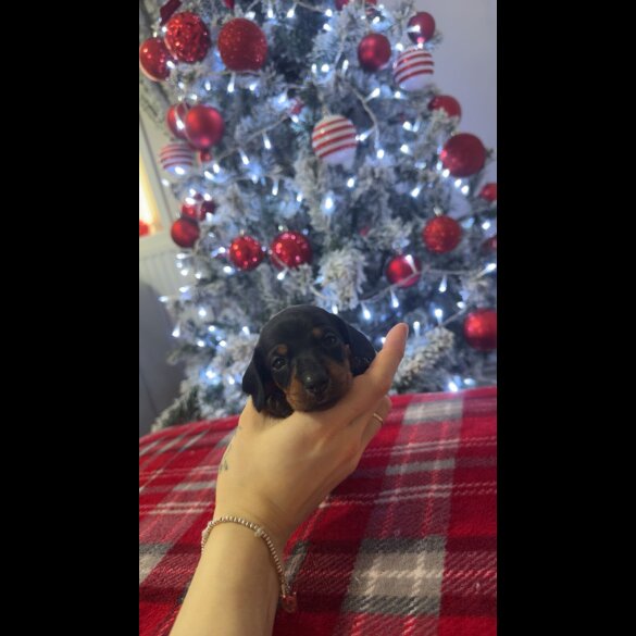 Dachshund (Smooth Haired)