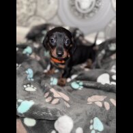 Dachshund (Smooth Haired)