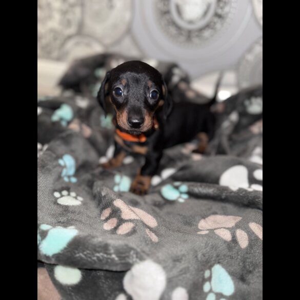 Dachshund (Smooth Haired)