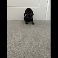 Dachshund (Smooth Haired)