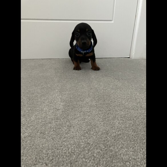 Dachshund (Smooth Haired)