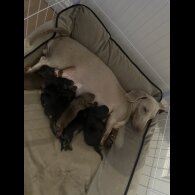 Dachshund (Smooth Haired)