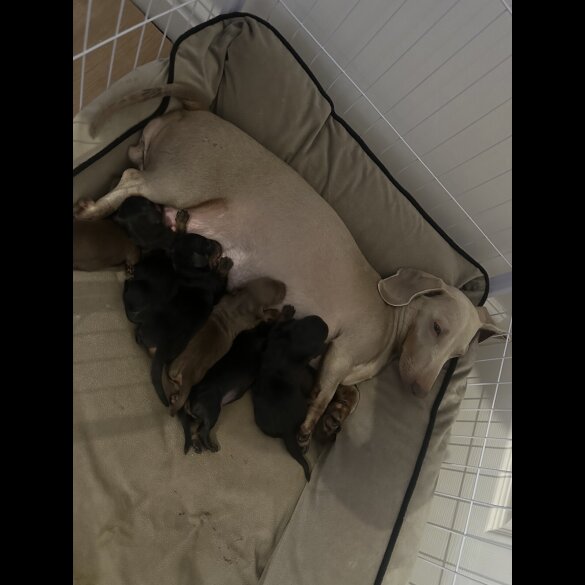 Dachshund (Smooth Haired)