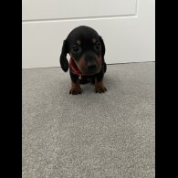 Dachshund (Smooth Haired)