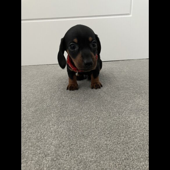 Dachshund (Smooth Haired)