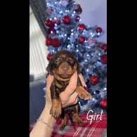 Dachshund (Smooth Haired)