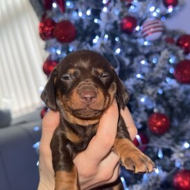 Dachshund (Smooth Haired)