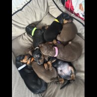 Dachshund (Smooth Haired)