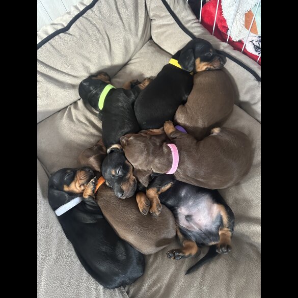 Dachshund (Smooth Haired)