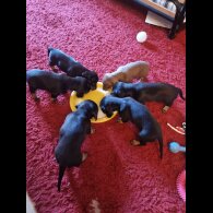 Dachshund (Smooth Haired)