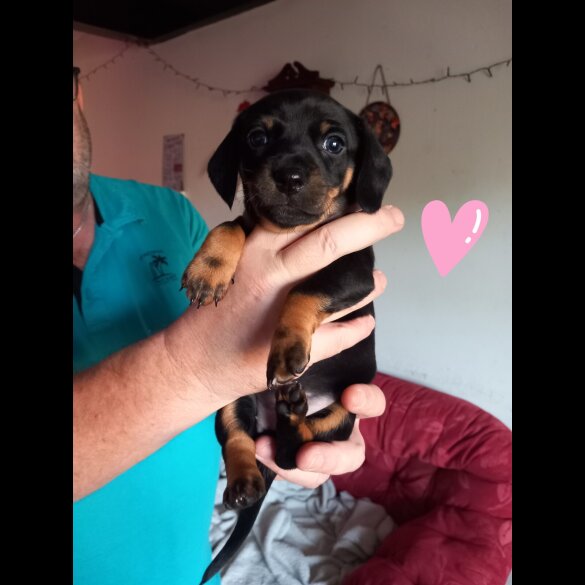 Dachshund (Smooth Haired)