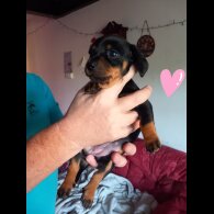 Dachshund (Smooth Haired)