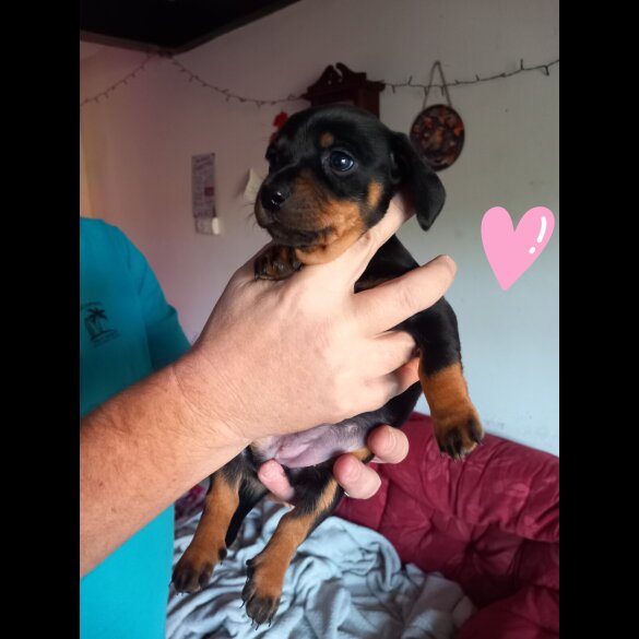 Dachshund (Smooth Haired)