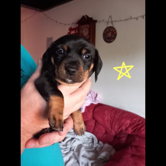 Dachshund (Smooth Haired)