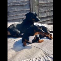 Dachshund (Smooth Haired)