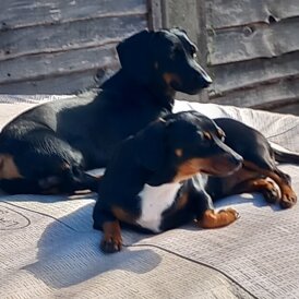 Dachshund (Smooth Haired)