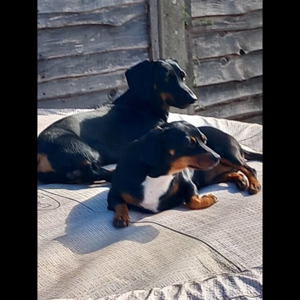 Dachshund (Smooth Haired)